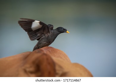 Take Off A Jungle Myna .