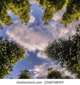 Take a photo of a pepper tree seen from the bottom up stock photo - Shutterstock ID 2368768059