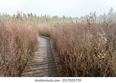 Take a walk on Burns Bog Wooden Boardwalk - Powered by Shutterstock