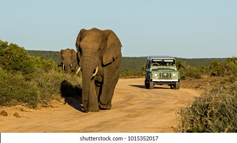 Taken in Addo National Park, South Africa - Shutterstock ID 1015352017