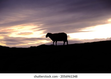 Taken along the wild Atlantic way in rural Ireland at sunset.  Sheep grazing along the roads and walkways are commonplace.  The surroundings at the cliff's at sunset are tranquil.   - Shutterstock ID 2056961348