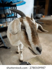 Taken from a close-up with a bokeh effect. Sharp focus on the goat's eyes and face, with a blurred background. The angle is slightly from above, making the goat look 