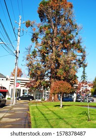 Taken December 3, 2019 Of Piedmont School Along Piedmont Avenue In Oakland, CA, USA. This Is A View Of The School’s Front Lawn.