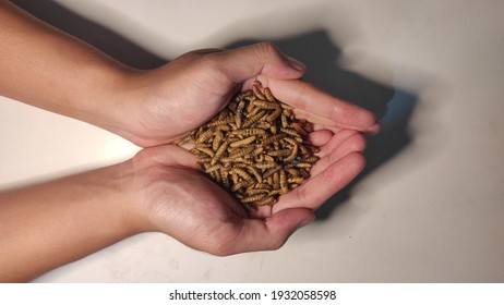 Taken In February 26, 2021. This Is The Larva Of The BSF (Black Soldier Fly) Flies. A Collection Of Larvae Held By Hand