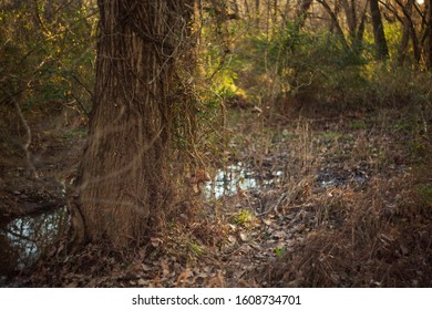 Taken At Golden Hour At Mcalpine Greenway In Charlotte North Carolina