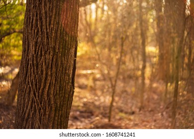 Taken At Golden Hour At Mcalpine Greenway In Charlotte North Carolina 