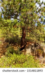 Taken Near Tumalo Creek West Of Bend Oregon Summer 2018