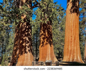 Taken in Sequoia national park. - Shutterstock ID 2238369485