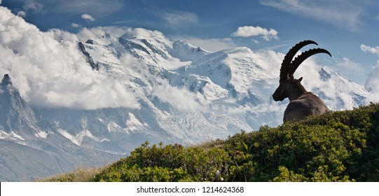 Taken from the"Aiguilles rouges" mountain. An ibex in front of the Mont-Blanc mountain, just above Chamonix.