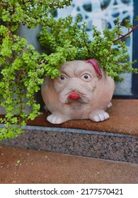 Taken At Uthman Ibn Affan,Al Muraikabat, Dammam , Saudi Arabia, On 10th Of July 2022: Green Elephant Bush Plant And A Close Up Of A Cute Pug Dog Pot