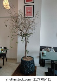 Taken At Uthman Ibn Affan,Al Muraikabat, Dammam , Saudi Arabia, On 10th Of July 2022:An Olive Tree In A Stone Pot With A Good Looking Background Of White Wall Inside The Restaurant.