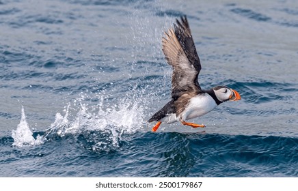 Take-off of an Atlantic Puffin (Fratercula arctica) near Bleiksoya bird rock - Versteralen, norway - Powered by Shutterstock