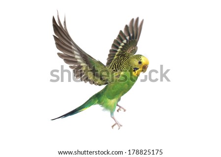 take-off of a parrot on a white background