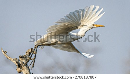 Take-off of a white heron