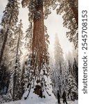 Taking in the beauty of the Giant Sequoias in Sequoia National Park.