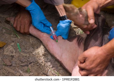 Taking Blood Samples From Pig In Residential Areas. Blood Is Used For Purposes Of Molecular Biology, Pollution And Viral Diseases.African Swine Fever. ASF. Science. Field Research. Hematology. 