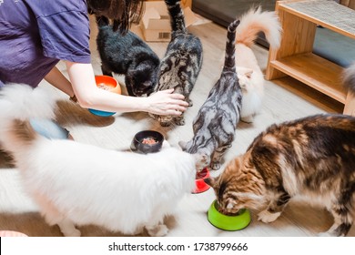 Taking Care Of A Lot Of Cats 