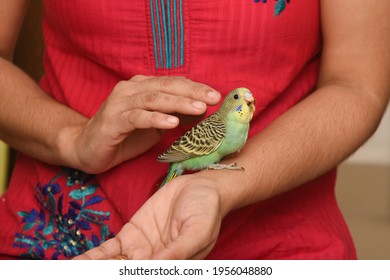 Taking Care, Feeding Pet Bird Budgie Chick With Hand Or Baby Love Bird In Caring Human Hand Pet House Kerala , India . Kid Taming, Playing Small Birdie, Giving Food Green Leafy Vegetable For Eating.