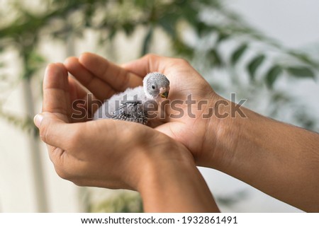Taking care, feeding pet bird budgie chick with hand or baby love bird in caring human hand pet house Kerala , India . kid taming, playing small birdie, giving food green leafy vegetable for eating.