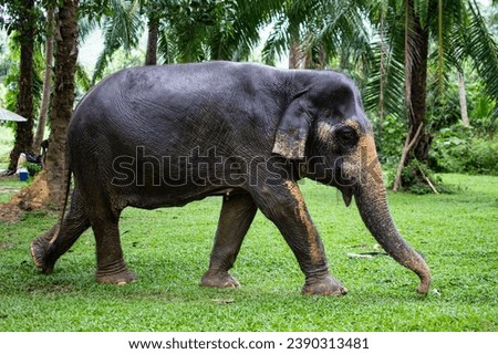Taking care of Rescued Elephants, Elephant Sanctuary, Koh Lanta, Krabi, Thailand