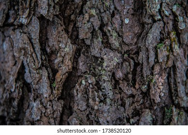 Taking A Close Look At Tree Bark Reveals A Whole New World.