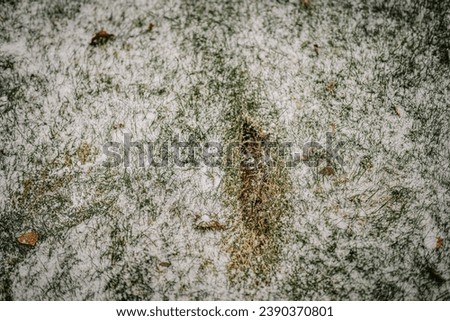 Taking a divot is removing a piece of turf from the ground with the head of the golf club when hitting a golf ball in winter.