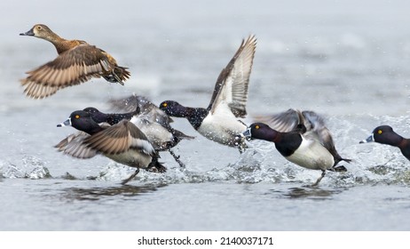 taking off a group of male ring-necked duck in pursuit of a female