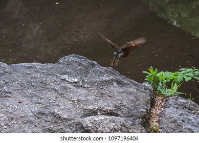 Taking off from the rock