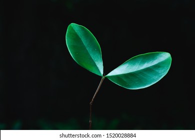 Taking Photo Of Leaves On Black Back Ground 