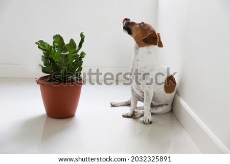 Taking photo of small dog ignoring shooting beside one pot of tree. White background concept.