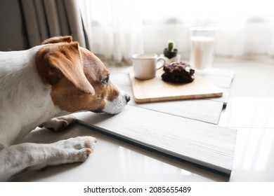 Taking Photo Of Small Dog Looking At Human Coffee Break That Dog Can Not Eat. Focusing On Dog Feeling And Blurred Background.