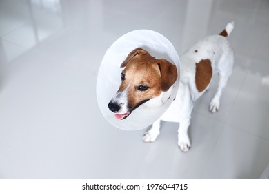 Taking Photo Of Small Puppy Wearing Collar Dog After Having Surgery At Abdomen.