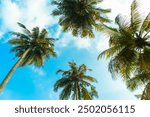 Taking a picture of coconut trees and blue sky with slim aarons style.