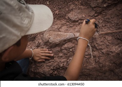 The taking process of dinosaurs skeleton 