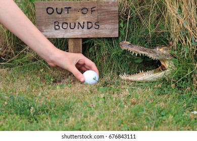 Taking A Risk Picking Up A Golf Ball After Being Hit Off Course And Landing In A Dangerous Area Out Of Bounds.