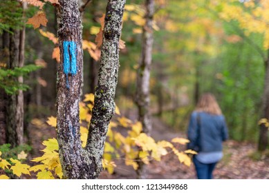 Taking The Road Less Traveled In Autumn Forest