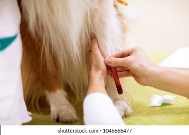 can you get sick from dog blood