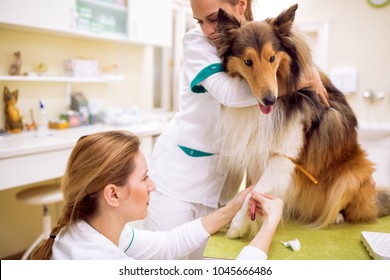 Taking Sample Blood Dog Analysis Sick Stock Photo (Edit Now) 1045666486