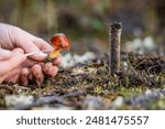 Taking a soil fungi sample of a mushroom in the forest studying health and researching ecology of ecosystems with a test tube. Plant growth and diversity 