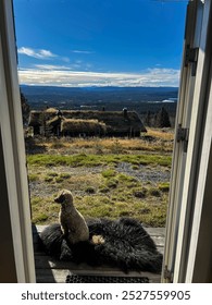 Taking in the view at the cabin.