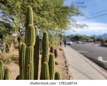 Taking A Walk Through A Phoenix Neighborhood