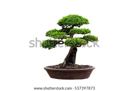 Tako bonsai tree on a white background, beautiful.