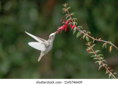 Talamanca Hummingbird With Leucism 