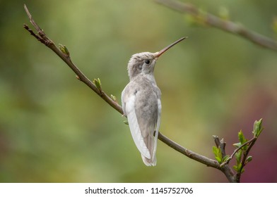 Talamanca Hummingbird With Leucism