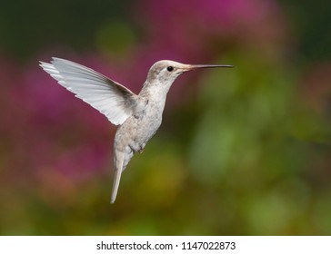Talamanca Hummingbird With Leucism  