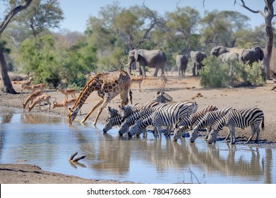 TALAMATI WATERHOLE during a drought. Mixed game gather at a waterhole during a long drought. Kruger National Park, South Africa.  - Powered by Shutterstock