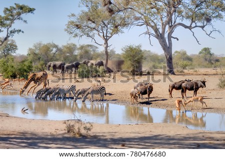 TALAMATI WATERHOLE during a drought. Mixed game gather at a waterhole during a long drought. Kruger National Park, South Africa. 