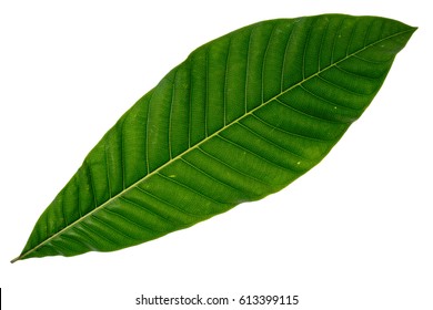 Talauma candollei, Green leaf isolate on white background