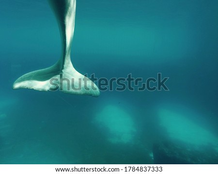 The tale of a beluga 