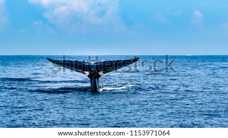 A tale of a whale beautifully emerges  from the ocean by Mirissa bay, southern Sri Lanka.
